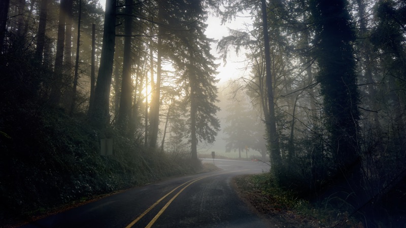 Forest Road